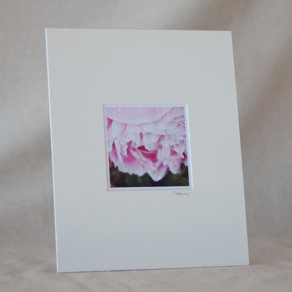 "Peony After the Rain" Mini Photography Art Print - Picture 1 of 3